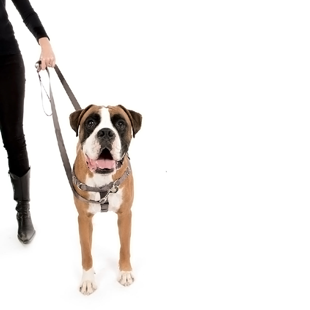 Positively No-Pull Harness